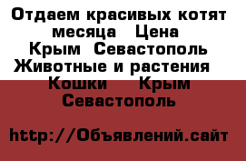 Отдаем красивых котят. 1,5 месяца › Цена ­ 1 - Крым, Севастополь Животные и растения » Кошки   . Крым,Севастополь